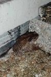 Bufo spinosus