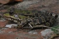Pelophylax kl. esculentus