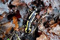 Salamandra salamandra