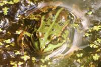 Pelophylax
