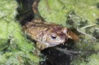 Bufo
