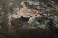 Bufo