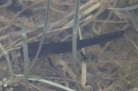 Salamandra salamandra