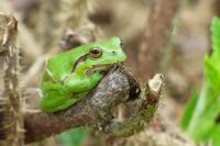 Rainette verte 