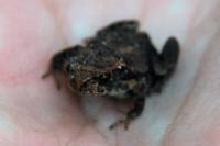 Bufo