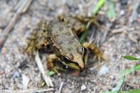 Pelophylax