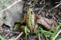 Pelophylax