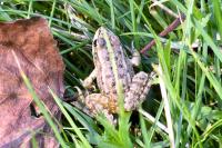 Pelophylax