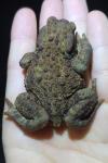 Bufo