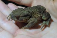 Bufo