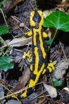 Salamandra salamandra