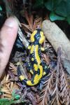 Salamandra salamandra