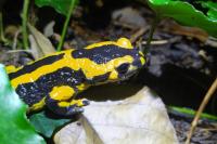 Salamandra salamandra