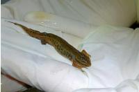 Lissotriton helveticus