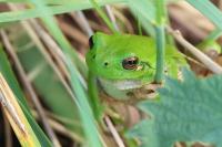 Rainette verte 