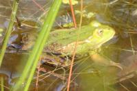 Pelophylax lessonae