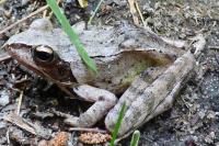 Rana dalmatina