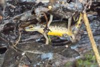 Lissotriton helveticus