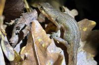 Lissotriton helveticus