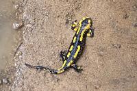 Salamandra salamandra