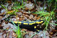 Salamandra salamandra