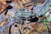 Pelophylax