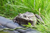 Pelophylax