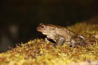 Bufo