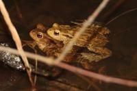Bufo
