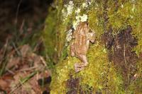 Bufo