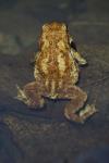 Bufo