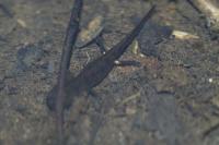 Salamandra salamandra