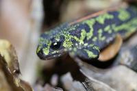Triturus marmoratus