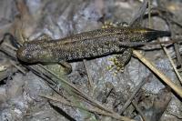 Triturus cristatus