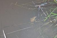 Pelodytes punctatus
