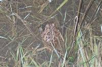 Epidalea calamita