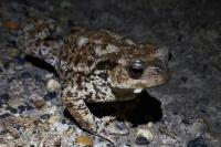 Bufo spinosus
