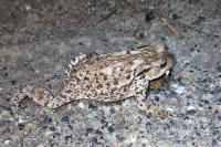 Bufo spinosus