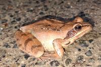 Rana temporaria
