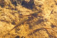 Lissotriton helveticus