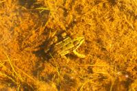 Pelophylax