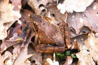 Rana dalmatina