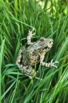Pelodytes punctatus
