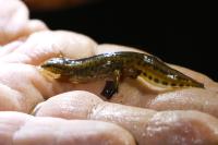 Lissotriton helveticus