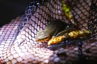 Lissotriton helveticus