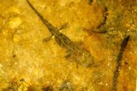 Salamandra salamandra