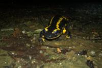 Salamandra salamandra