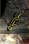 Salamandra salamandra