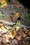 Salamandra salamandra