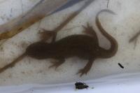 Lissotriton helveticus